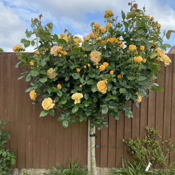 Standard Roses | Tree Roses | Standard Rose Plants | Style Roses