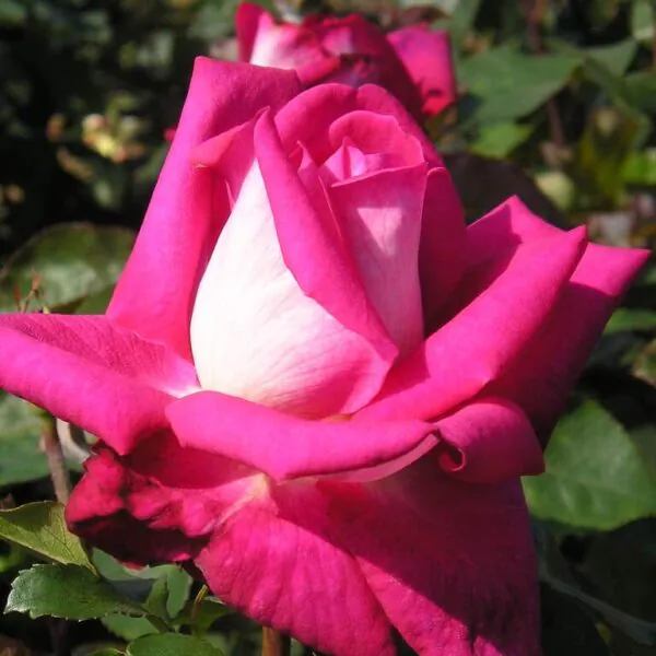 Hybrid roses | Large hybrid tea roses | Style Roses
