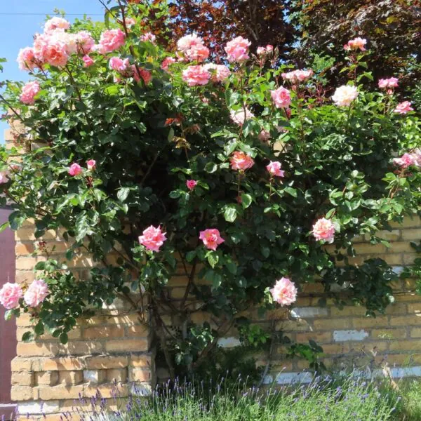 Climbing Roses | Style Roses