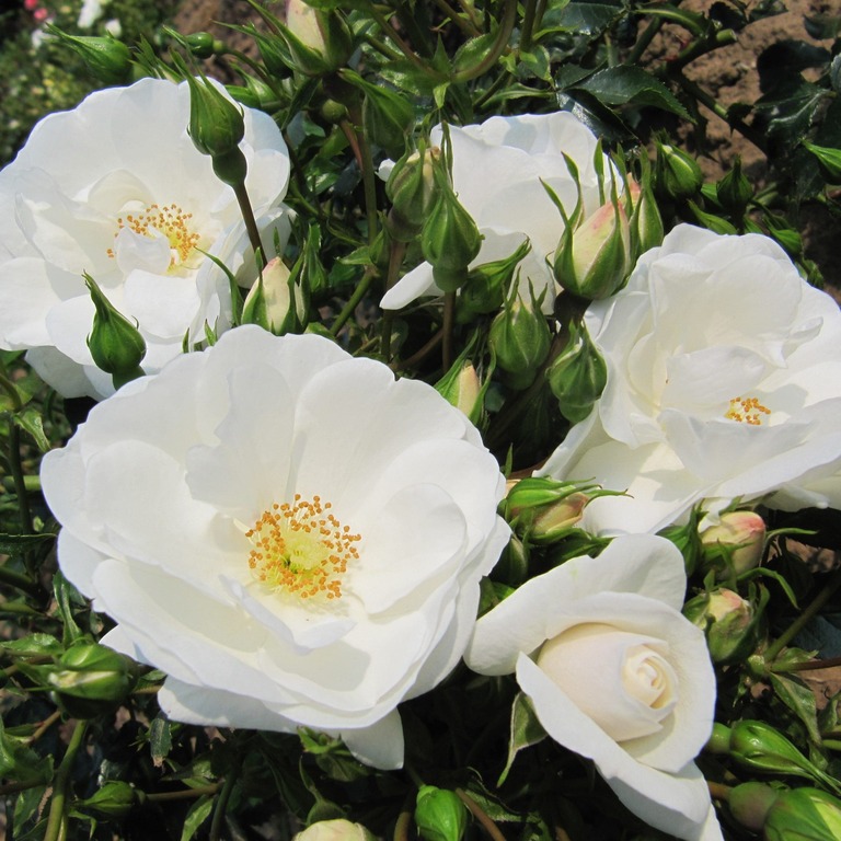 Ground Cover Roses | Style Roses