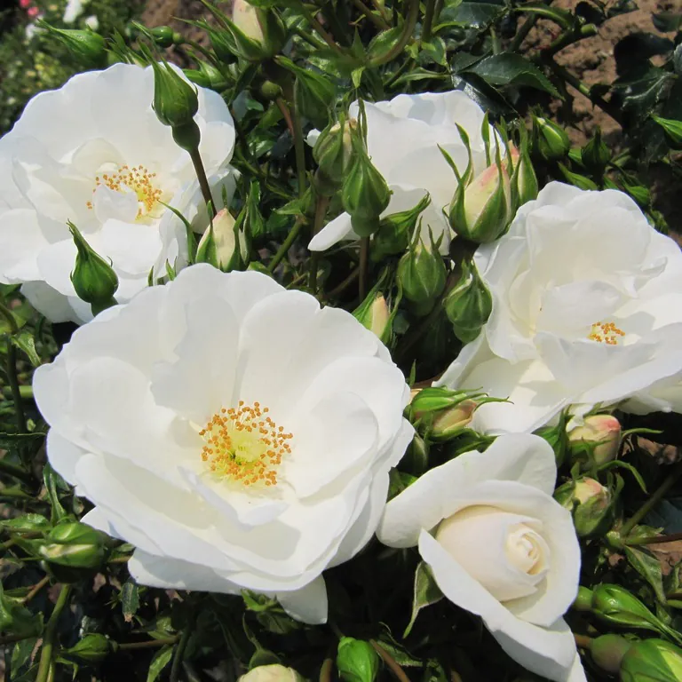 Ground Cover Roses | Style Roses