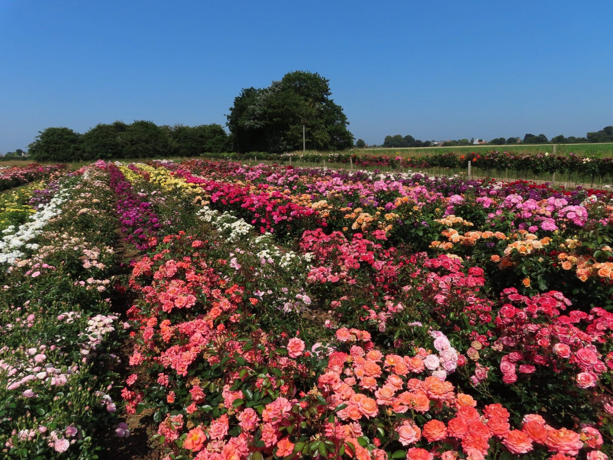 Garden Roses | Standard Roses | Style Roses