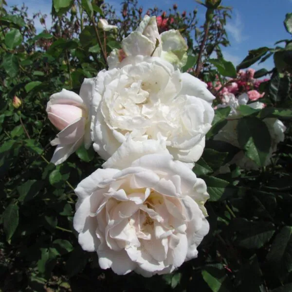 Roses for shade | Roses in shady areas | Style Roses