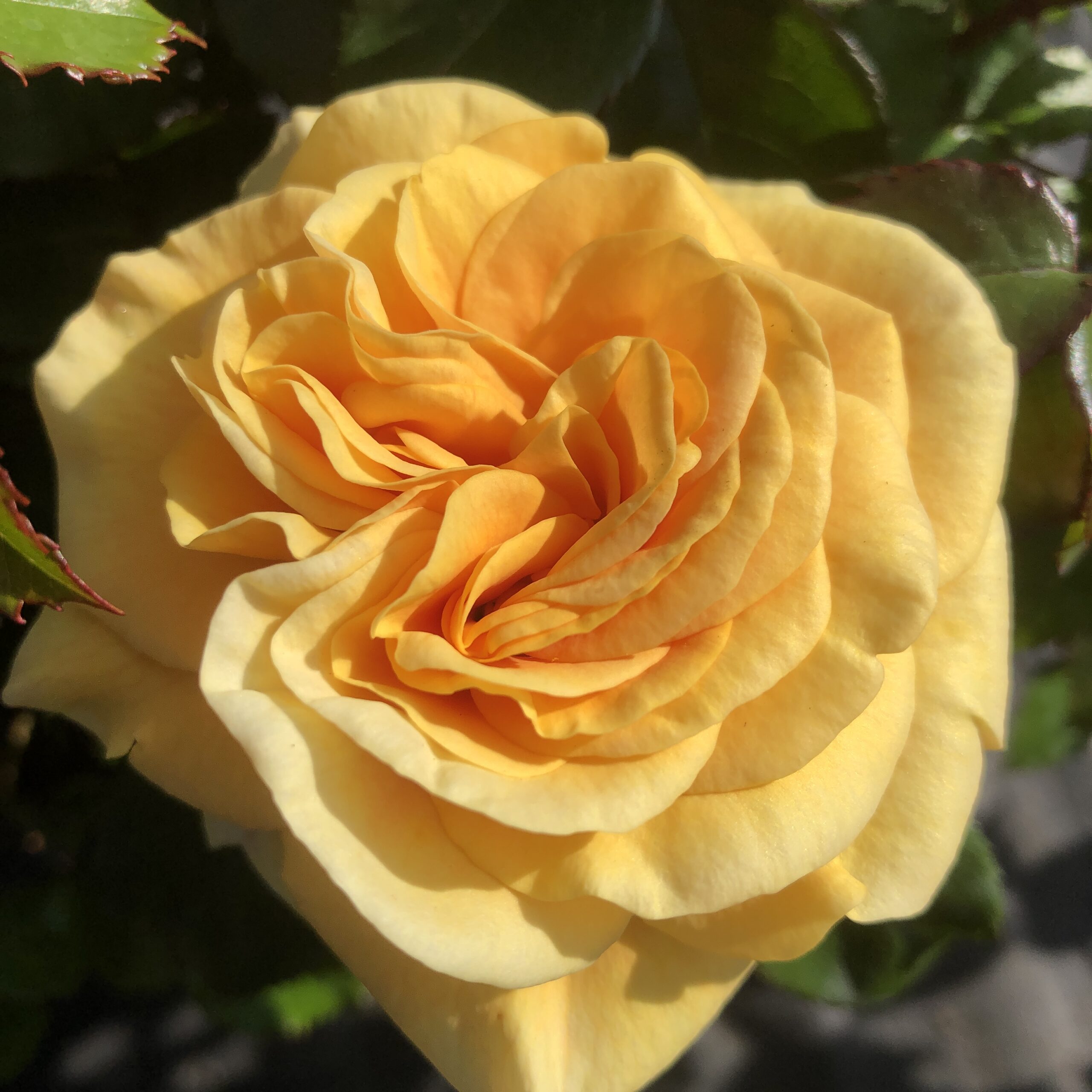 Martin Rose | Yellow Floribunda | Style Roses