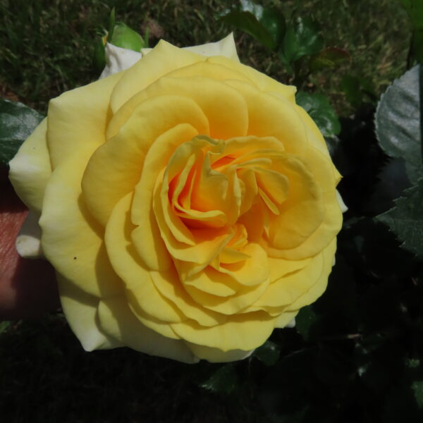 Martin Rose | Yellow Floribunda | Style Roses