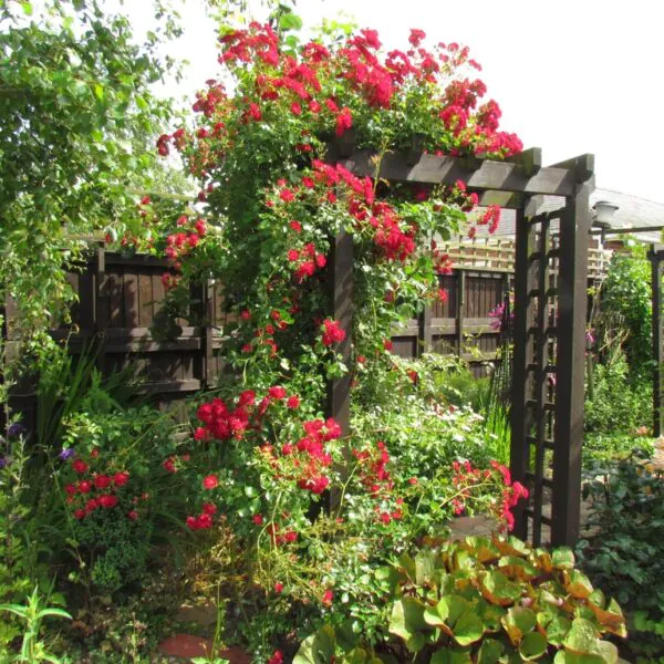 Rambling Roses | Style Roses