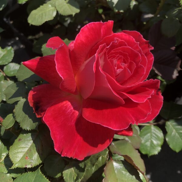 Sheila's Rose