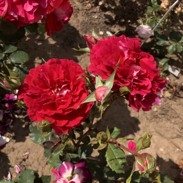 Sheila's Rose