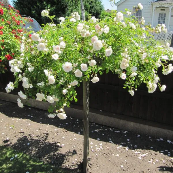 Weeping Standard Roses | Style Roses