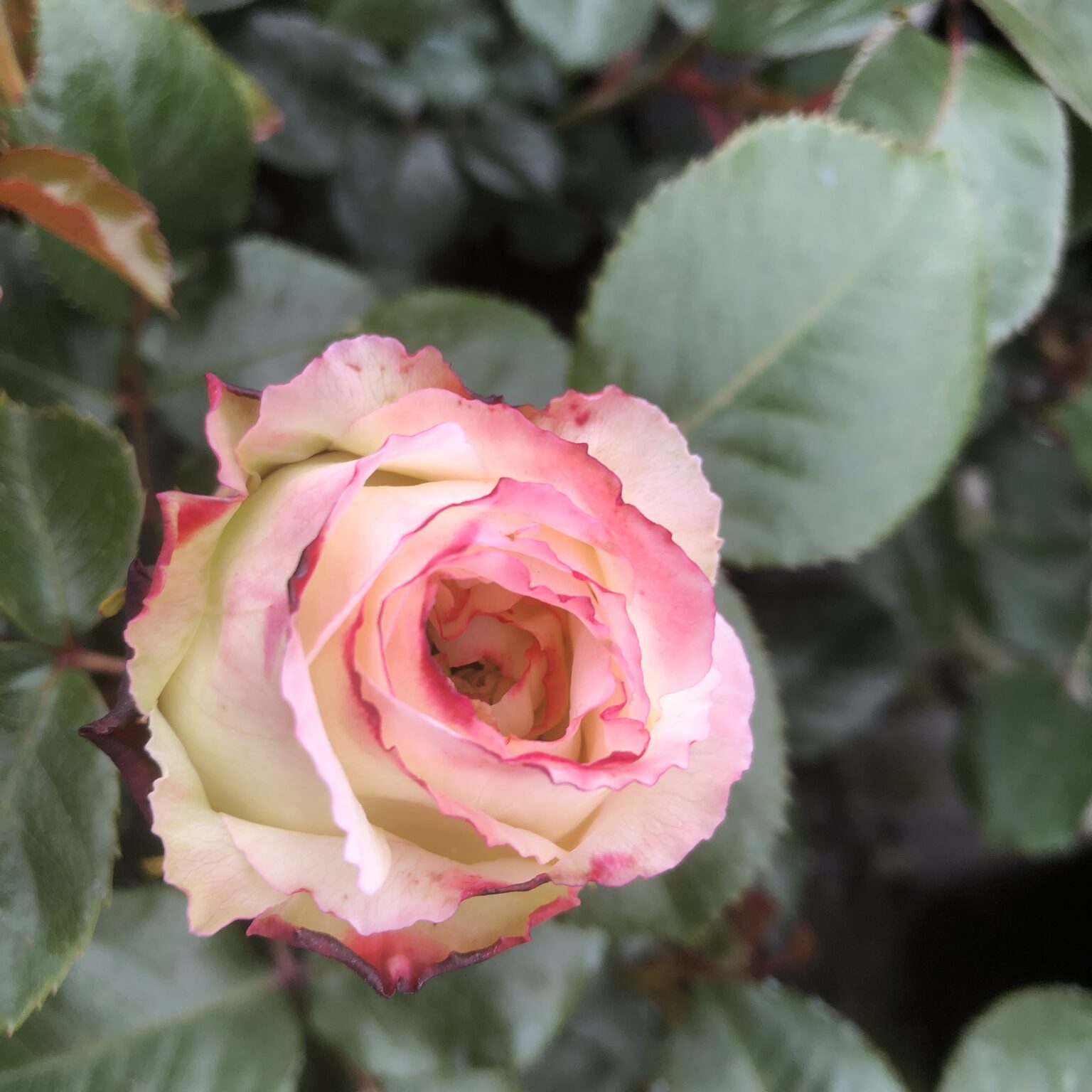 Sweet Sue rose | White/Pink Hybrid Tea rose | Style Roses