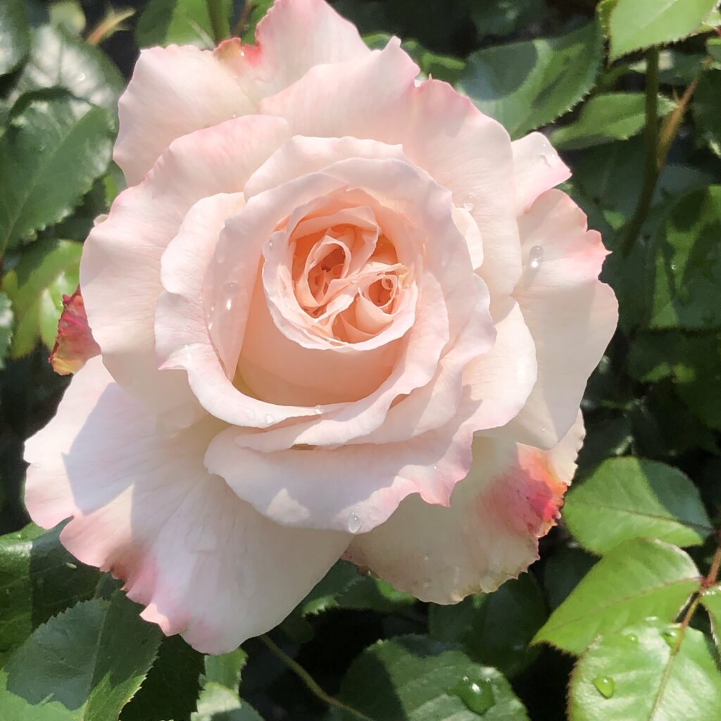 Sweet Sue rose | White/Pink Hybrid Tea rose | Style Roses