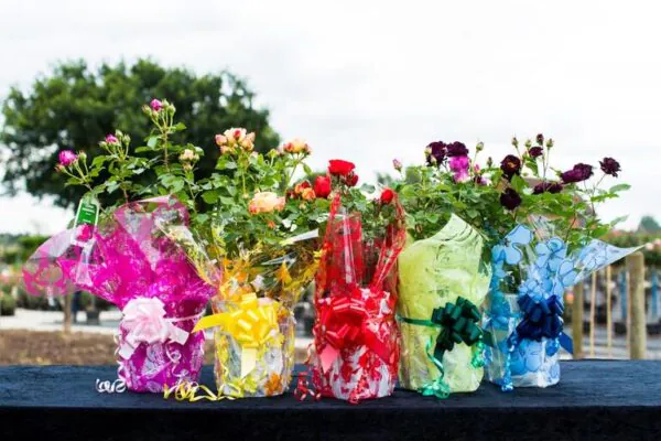 Standard Roses | Style Roses