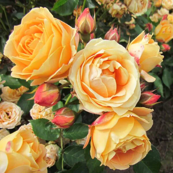 Floribunda Roses | Style Roses