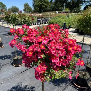 Hertfordshire Weeping Standard Rose Hertfordshire Weeping Standard Rose