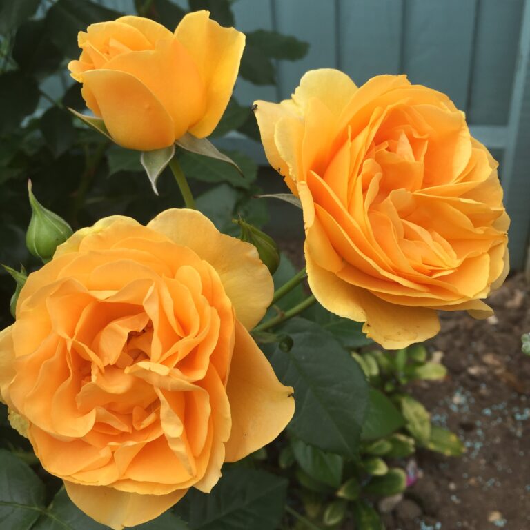 Easy care roses | Style Roses