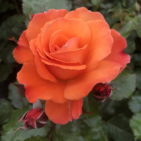 New and Exclusive Roses | Style Roses