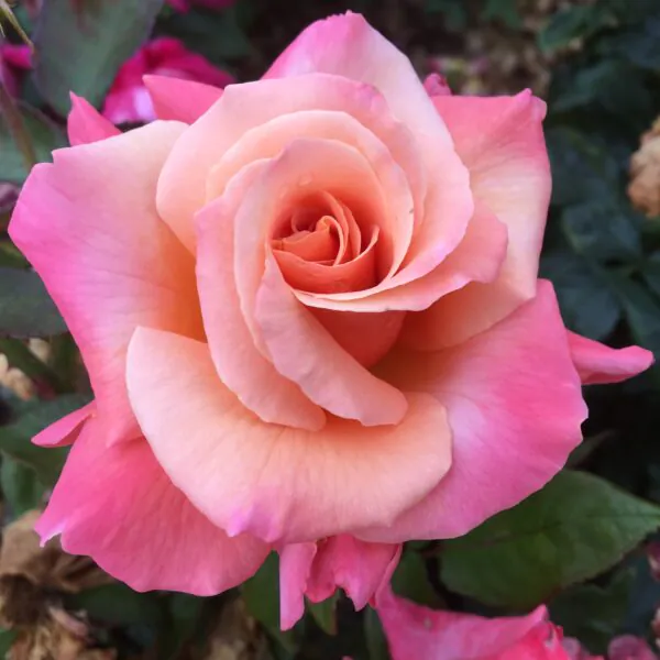 New Zealand Roses | Style Roses