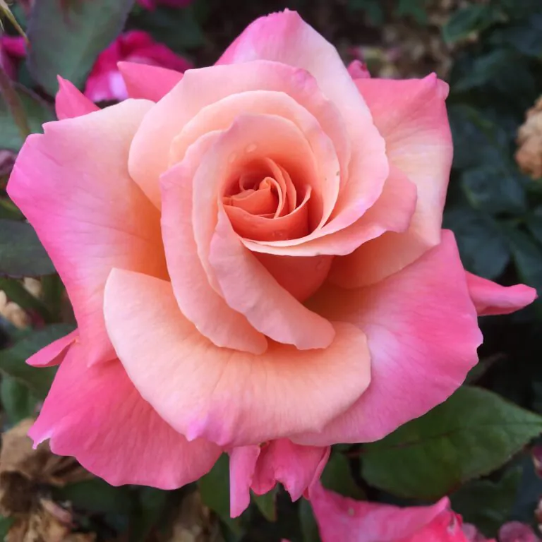 New Zealand Roses | Style Roses