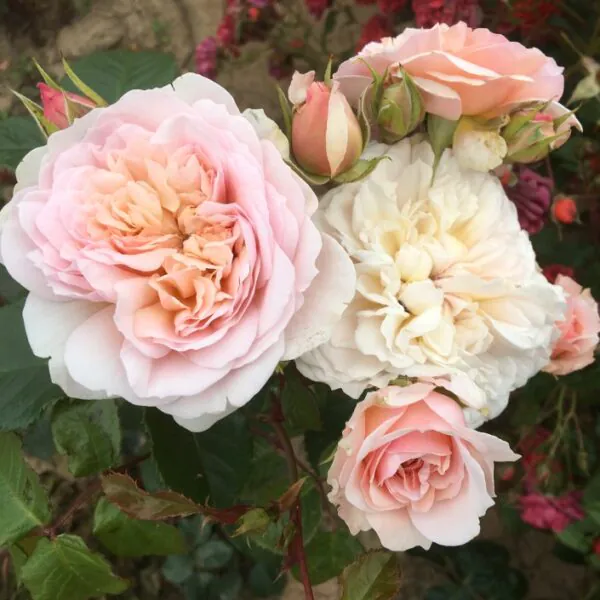 David Austin Roses | English Shrub Roses | Style Roses
