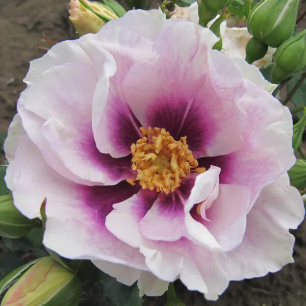 Bee friendly roses | Style Roses