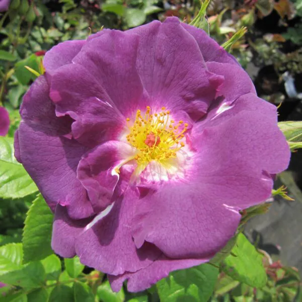 Rose of the Year | Style Roses