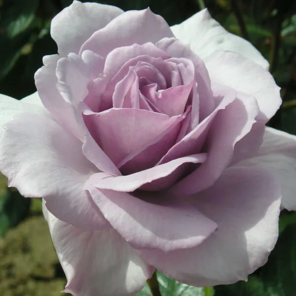 Wedding rose | Engagement rose | Style Roses