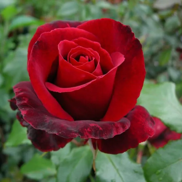 Memorial Rose Plants | Tribute Roses | Remembrance Rose | Style Roses
