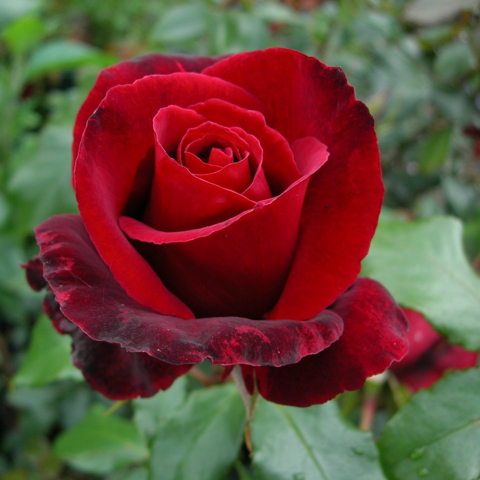 Thinking Of You Thinking Of You