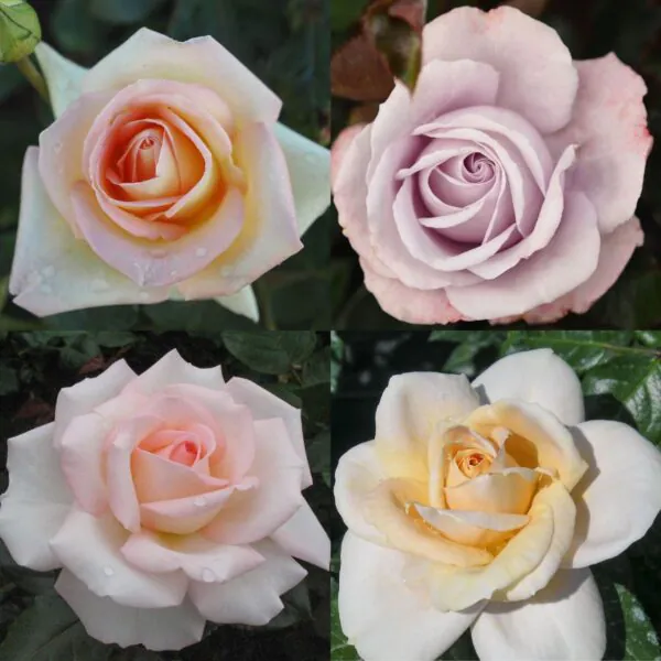Special collection potted roses | Style Roses