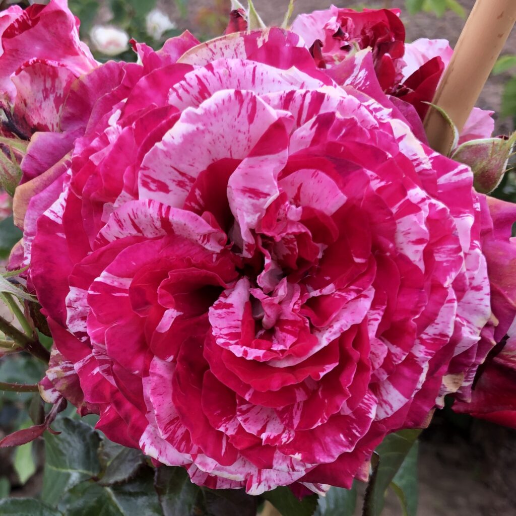 Jimmy Rose | Striped Floribunda Rose | Style Roses