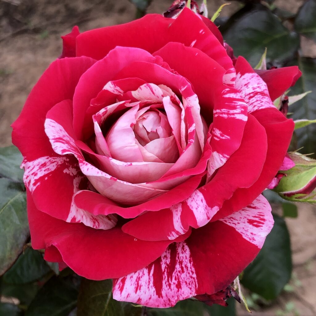 Jimmy Rose | Striped Floribunda Rose | Style Roses