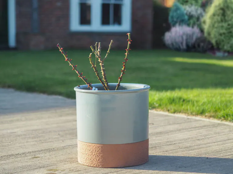 How to plant roses in containers | Style Roses