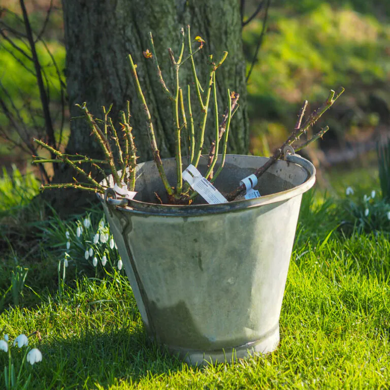 A Guide to Fragrant Bareroot Roses | Style Roses