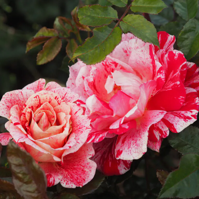 Pink Rose | Planting roses in your garden| Style Roses