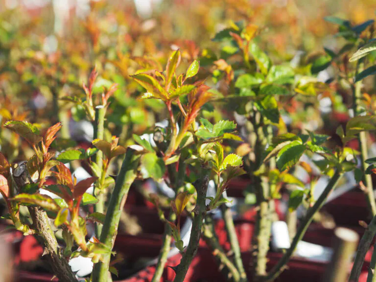 A new season potted rose | Style Roses