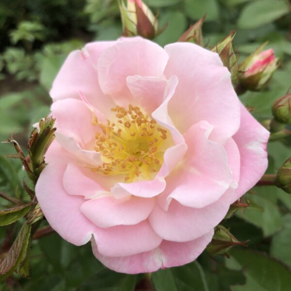 Valerie's Love