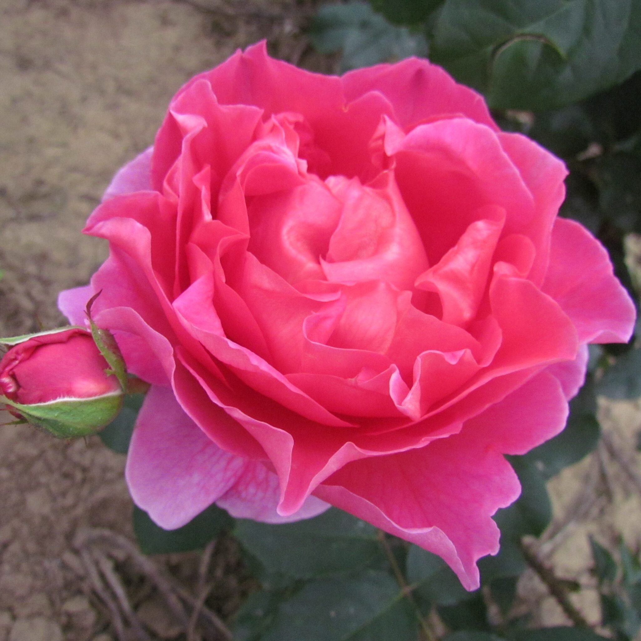 How to Plant Roses in Containers or Pots | Style Roses