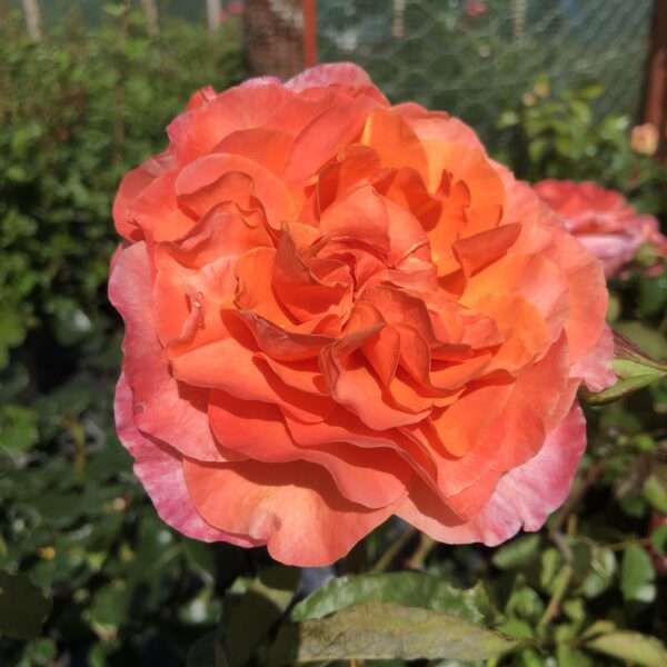 Audrey's Rose