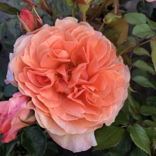 Audrey's Rose