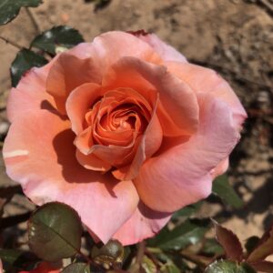 Audrey's Rose