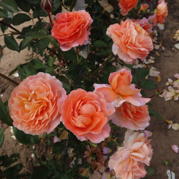 Audrey's Rose