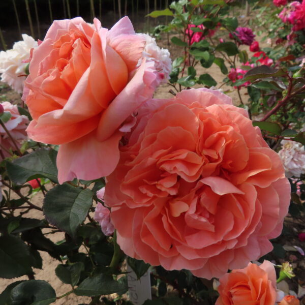 Audrey's Rose