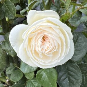 Stuart's Rose