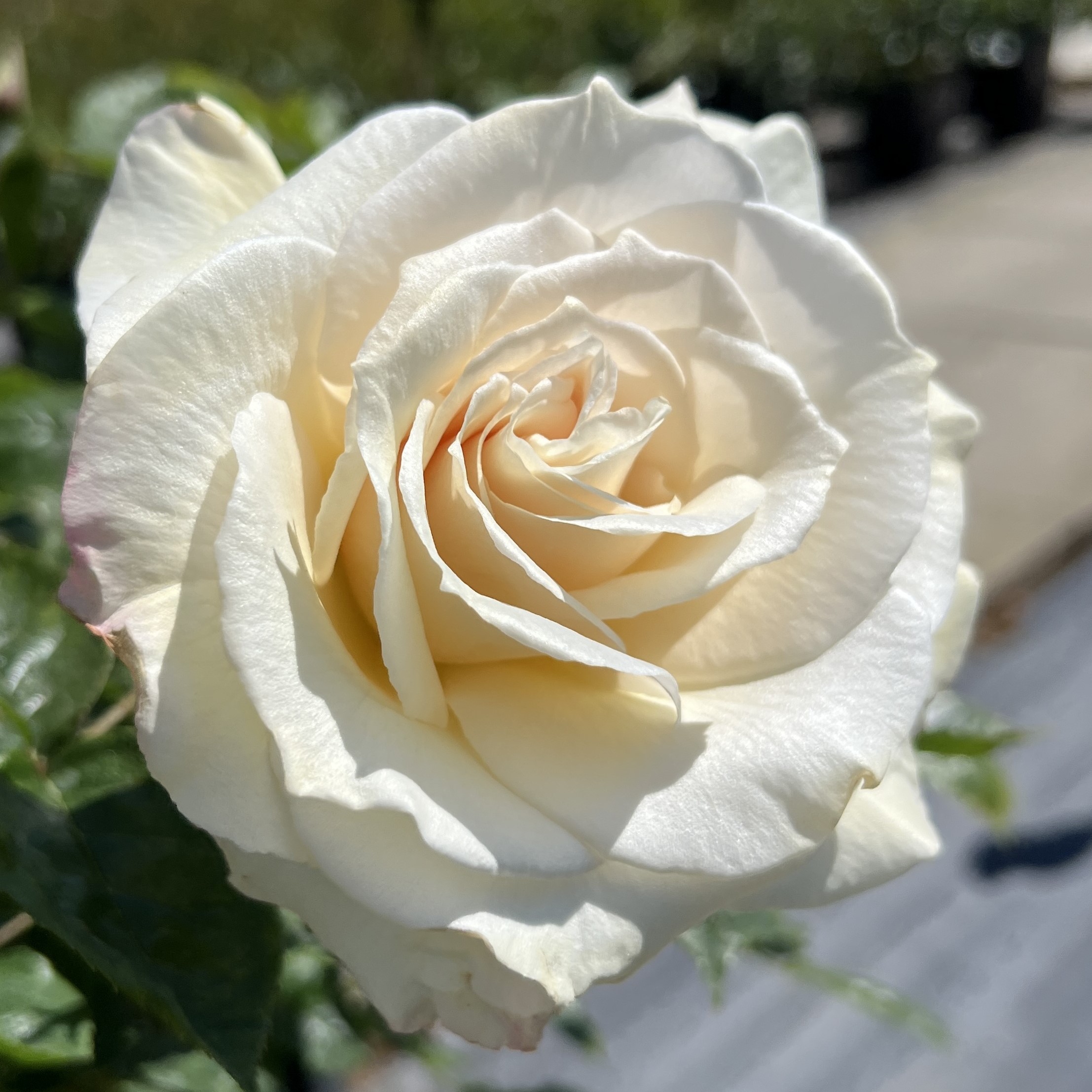 Bamford Beauty Bamford Beauty