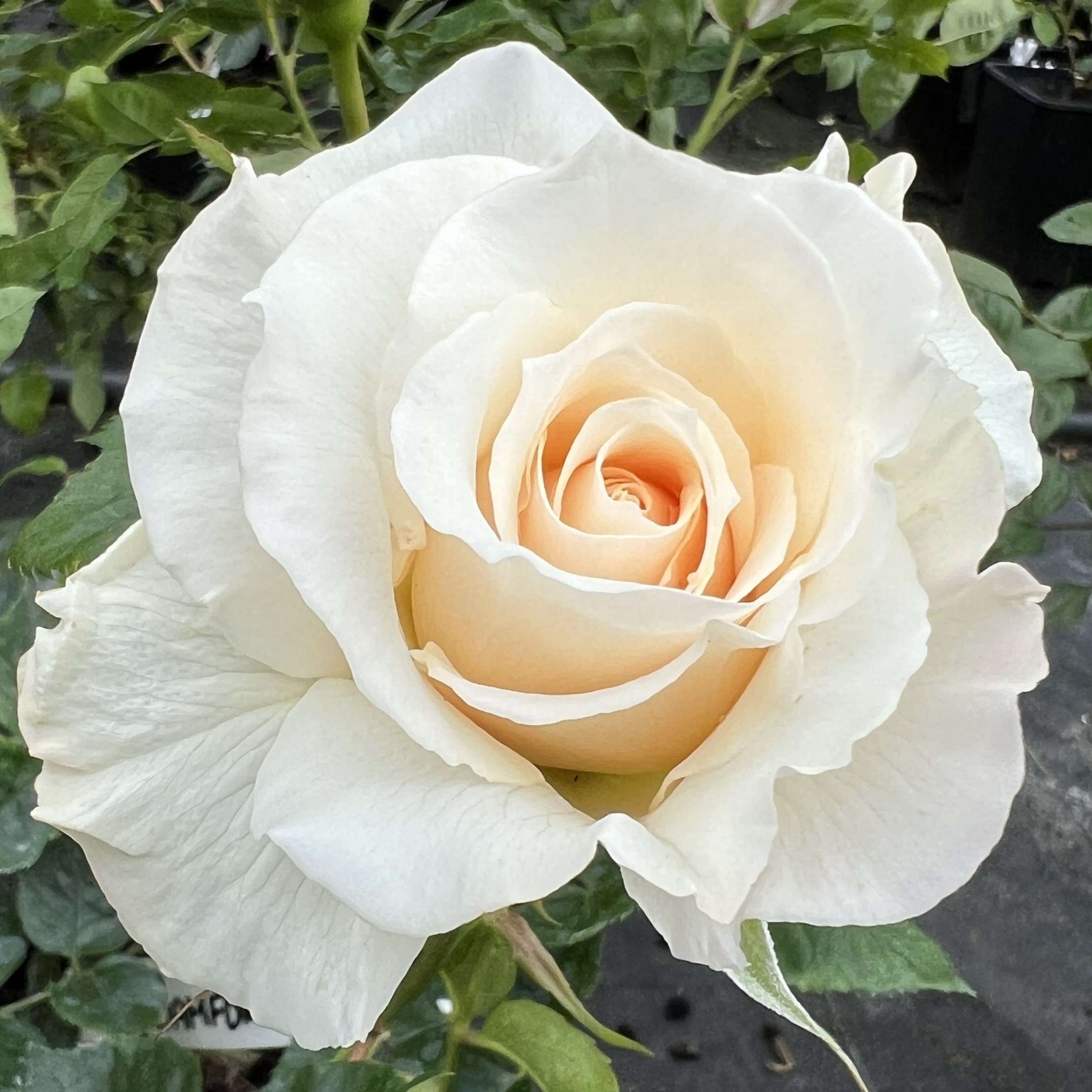 Bamford Beauty Bamford Beauty