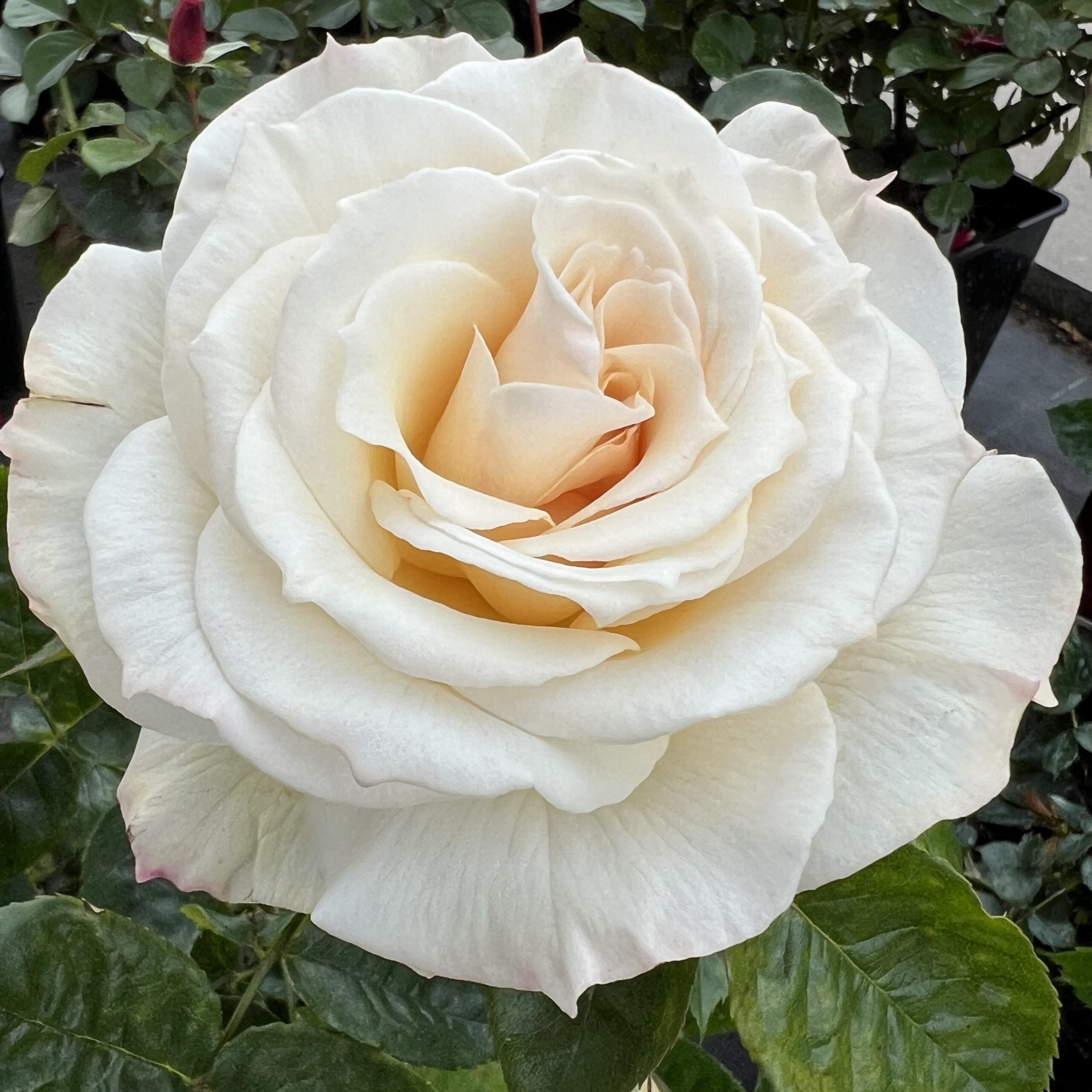 Bamford Beauty Bamford Beauty