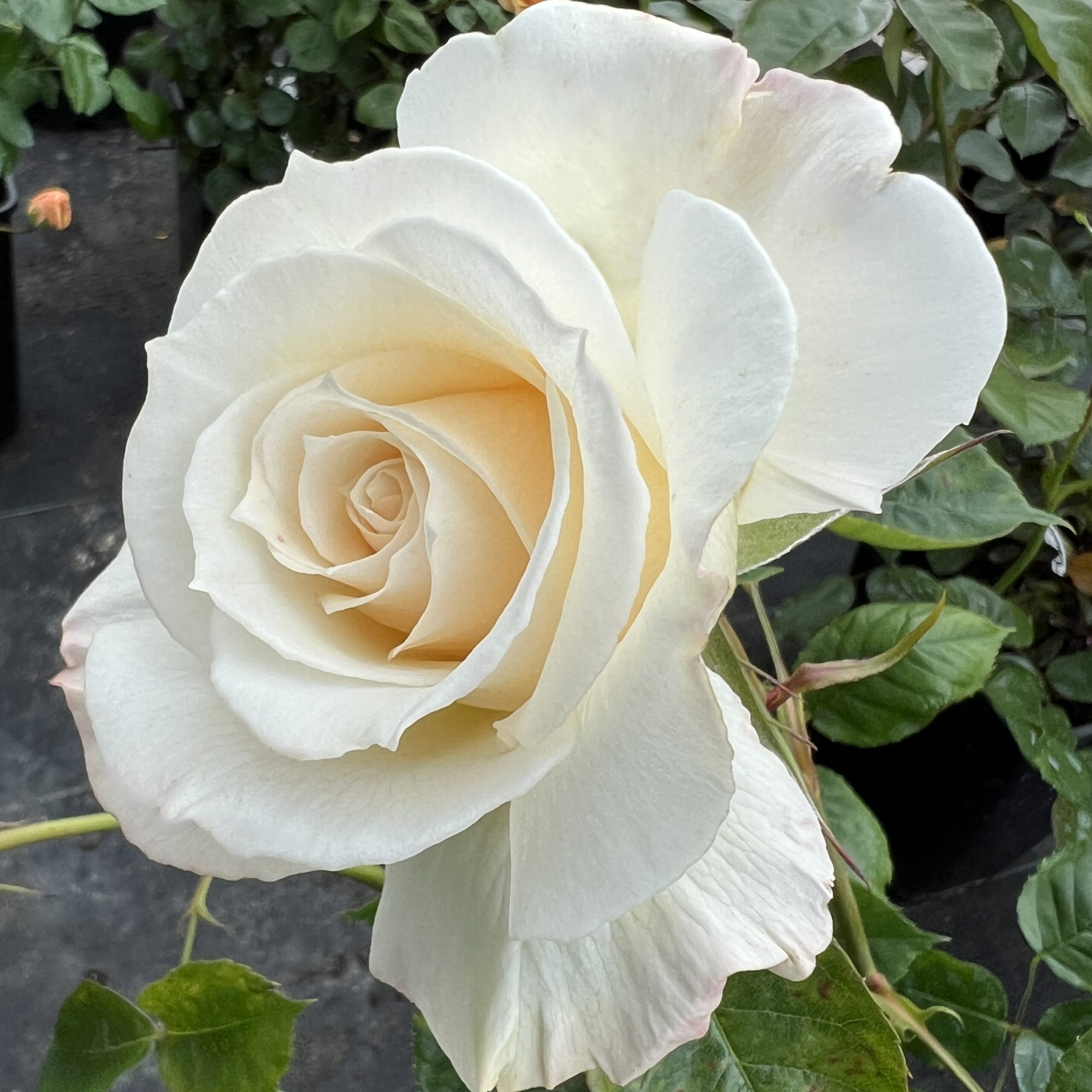 Bamford Beauty Bamford Beauty