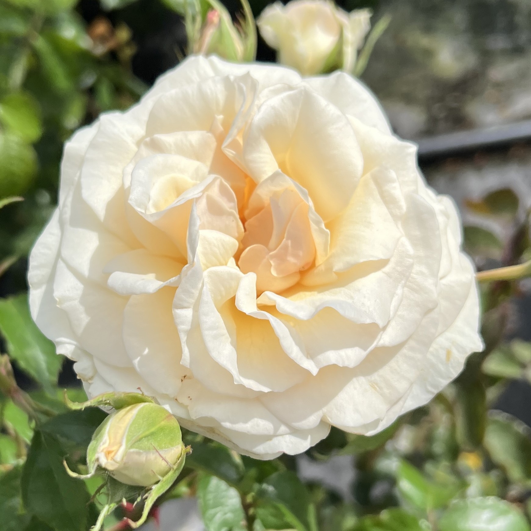 Bamford Beauty Bamford Beauty