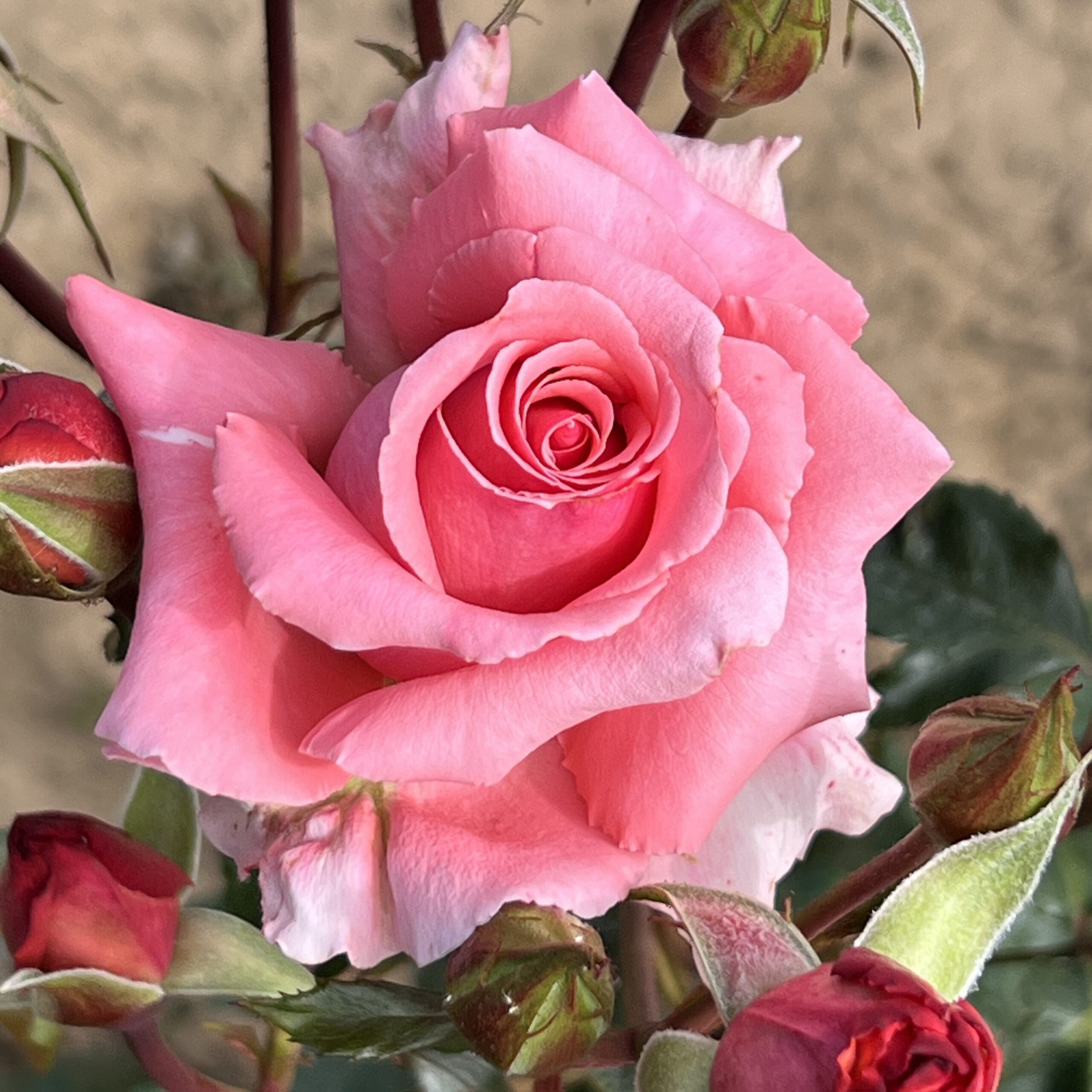 Billy's Wonder Billy's Wonder