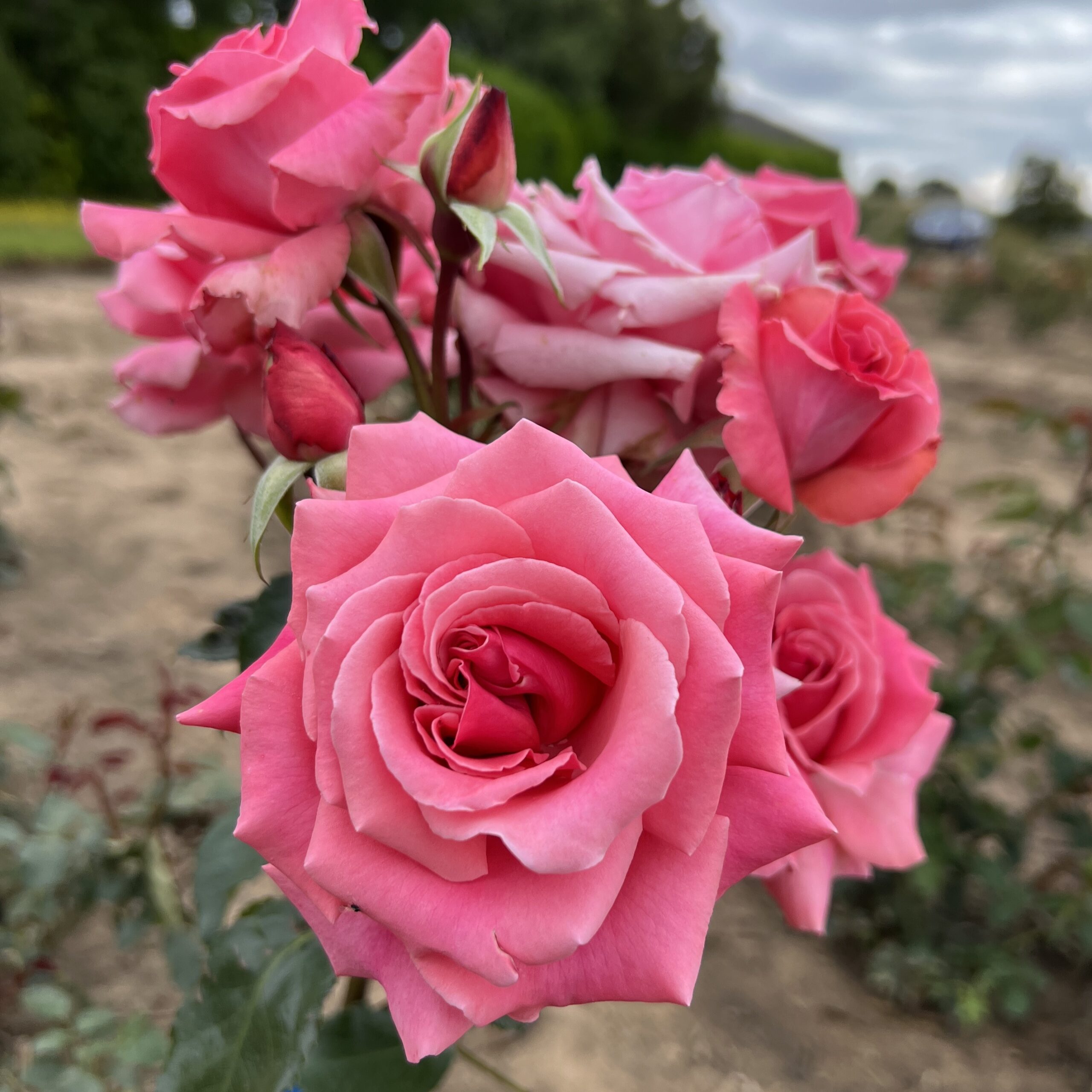 Billy's Wonder Billy's Wonder